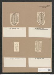Navicula excavata Grev. (de-Toni-Nr.: Genus 1, Species 369) Zeichnungen Sammlung Grunow Nr. 835 (NHMW-BOT-W0367267)